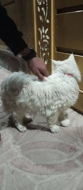 Beautiful White Persian Cat 0