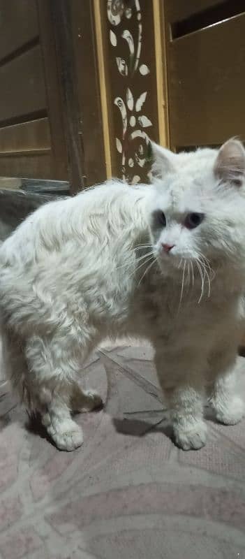 Beautiful White Persian Cat 1