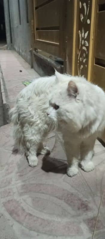 Beautiful White Persian Cat 2