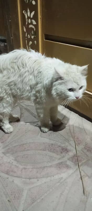 Beautiful White Persian Cat 3