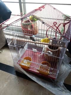 4 pair of parrots with cage