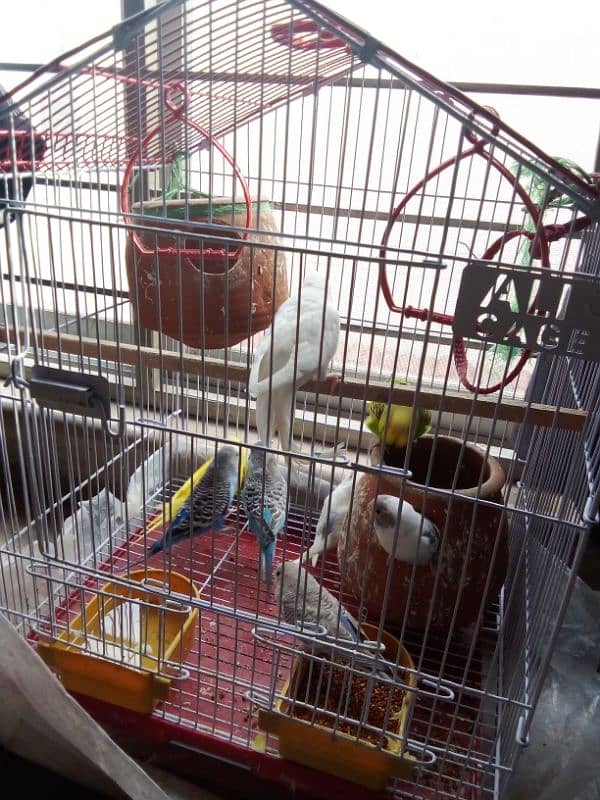 4 pair of parrots with cage 1