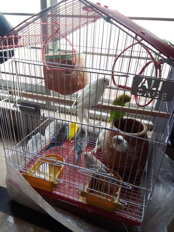 4 pair of parrots with cage 2