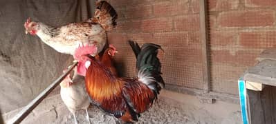 3 desi hens and 1 desi murga are selling