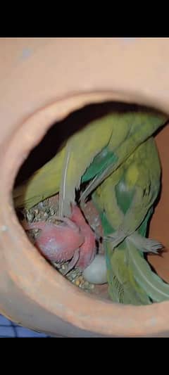 homebreed budgies breeder pairs  1000 per breeder pair