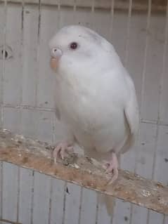 budgie, albino,lotino red eye budgie