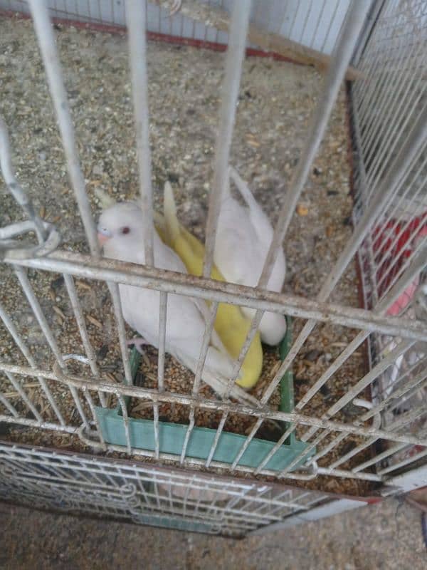 budgie, albino,lotino red eye budgie 1