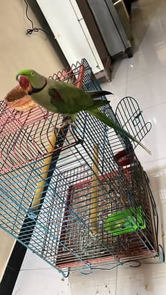 PAHARI PARROT