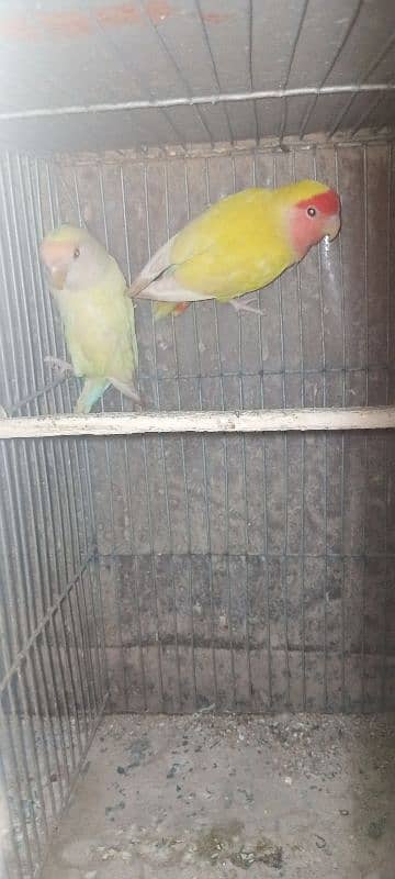 java bajri lotino red eye finch breeder pair 2