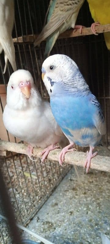 java bajri lotino red eye finch breeder pair 4