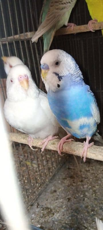 java bajri lotino red eye finch breeder pair 5