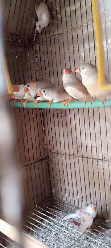 java bajri lotino red eye finch breeder pair 6