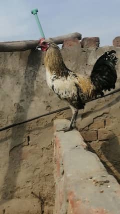 Desi murga hens choti nasal wla Desi murga