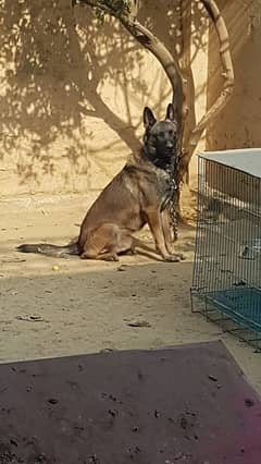 Belgian Malinois Stud