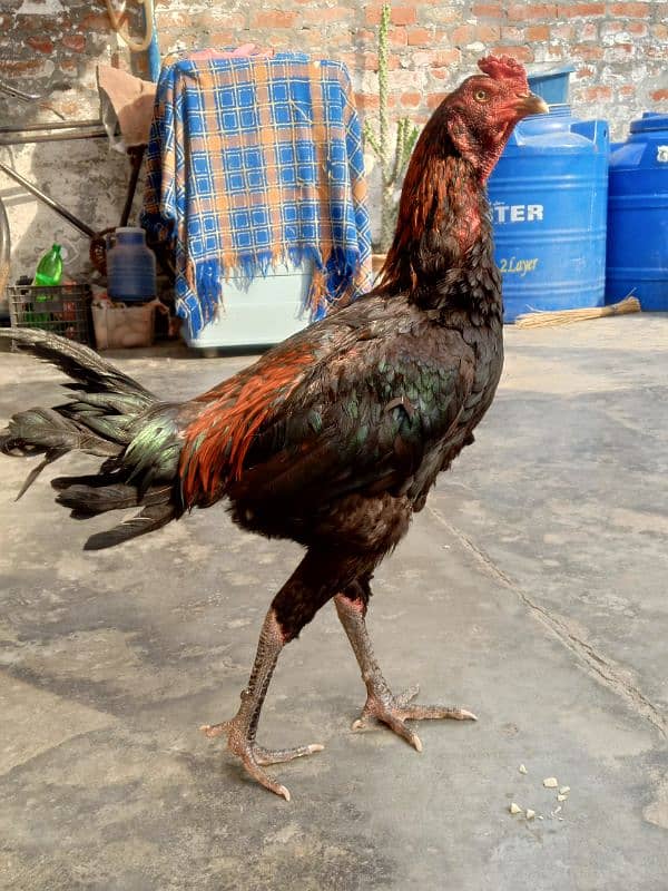 Aseel Thai bird age 8 month full tyaar first time breeding 0