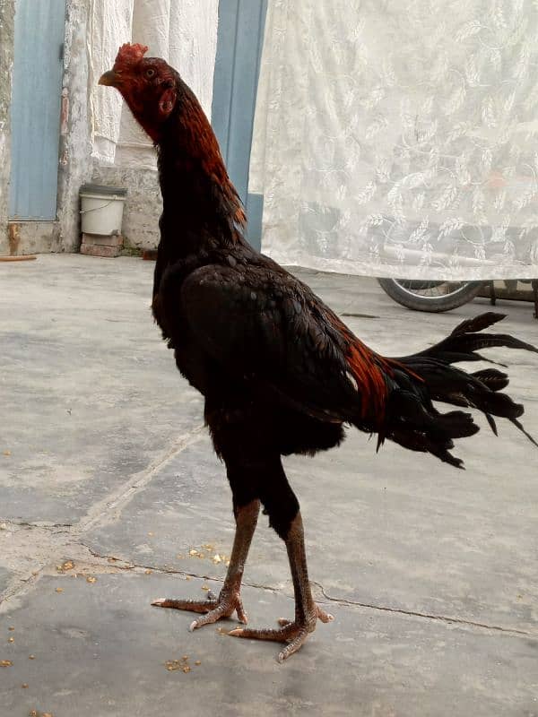 Aseel Thai bird age 8 month full tyaar first time breeding 1