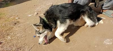 Siberian Husky Female