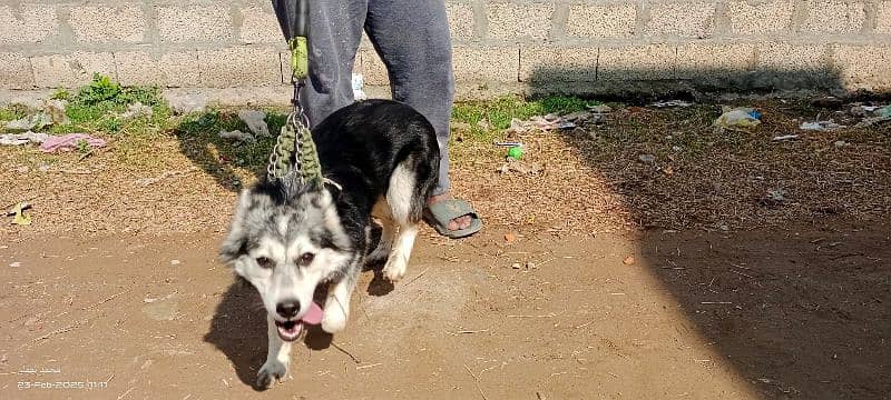 Siberian Husky Female 1