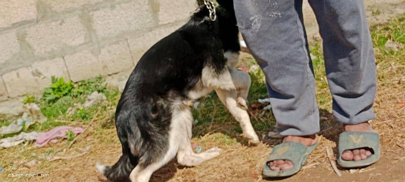 Siberian Husky Female 2