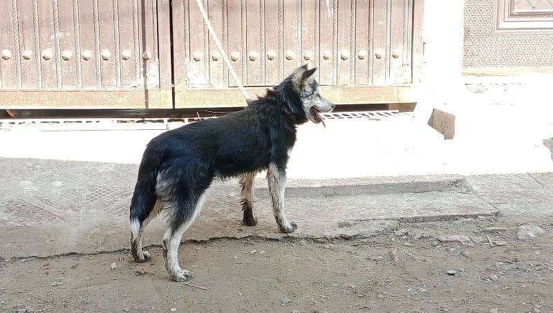 Siberian Husky Female 3