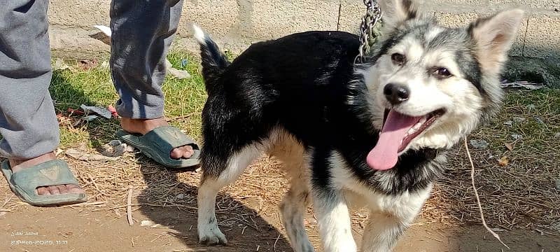 Siberian Husky Female 4