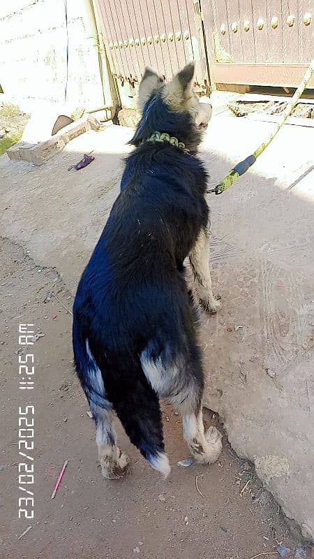 Siberian Husky Female 8