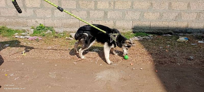 Siberian Husky Female 10