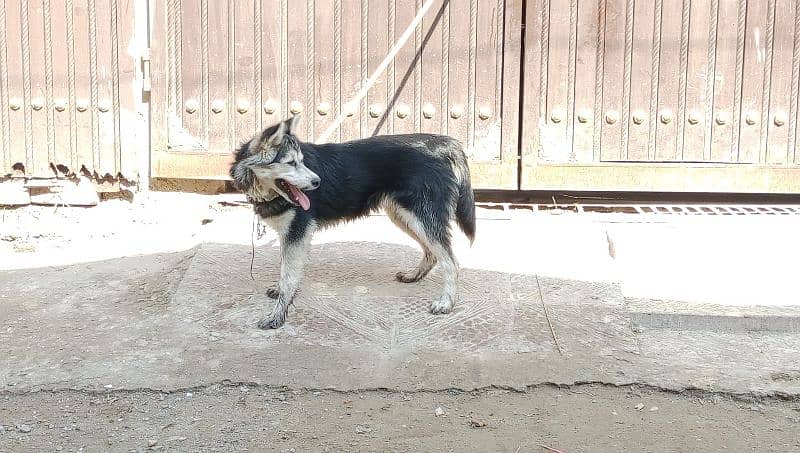 Siberian Husky Female 11