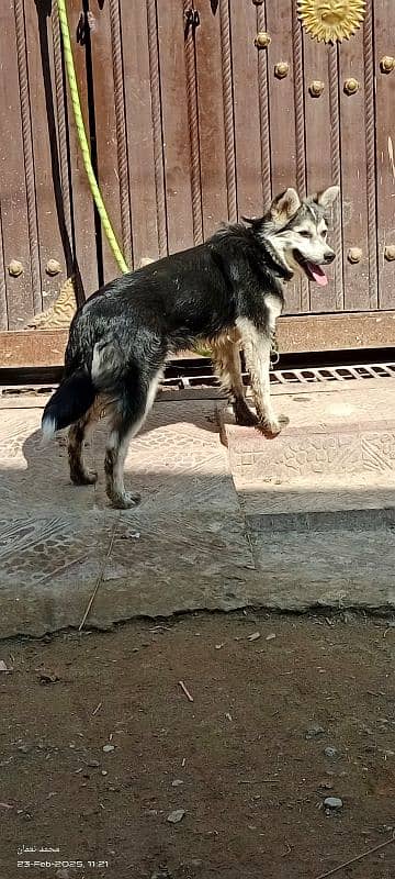 Siberian Husky Female 12