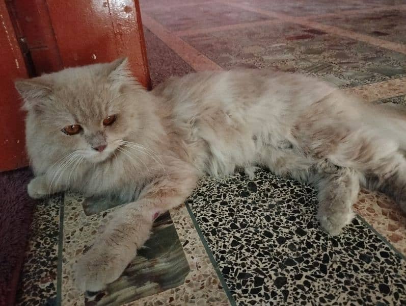 Loving Male Cat for Sale – Looking for a Caring Home! 1