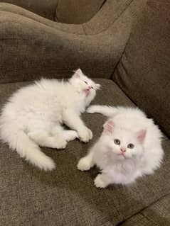 persian kittens 2 months Pair Male and female