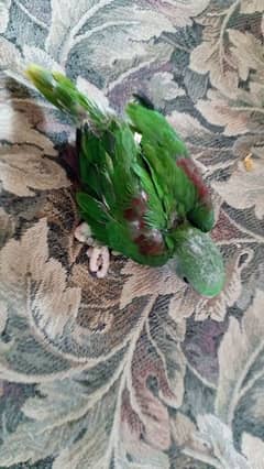 Raw Chicks/Raw Parrot Chick/Kashmiri Parrot Chick/Raw Parrot