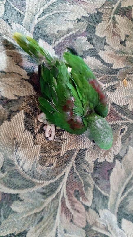 Raw Chicks/Raw Parrot Chick/Kashmiri Parrot Chick/Raw Parrot 0