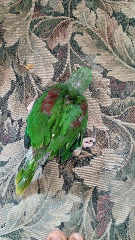 Raw Chicks/Raw Parrot Chick/Kashmiri Parrot Chick/Raw Parrot 1