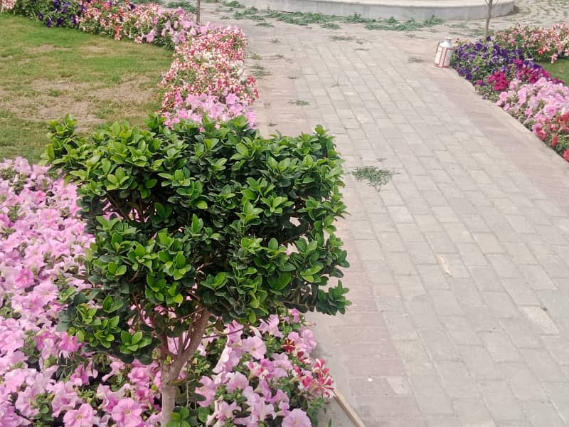 5 Marla Plot In Mardan Enclave 8