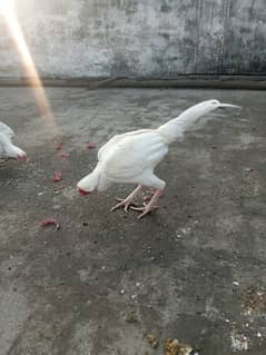 Pure White Noke Heera Male And Female