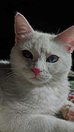 persian double coat odd eyes male cat