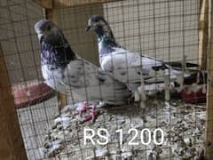 pigeons Pairs