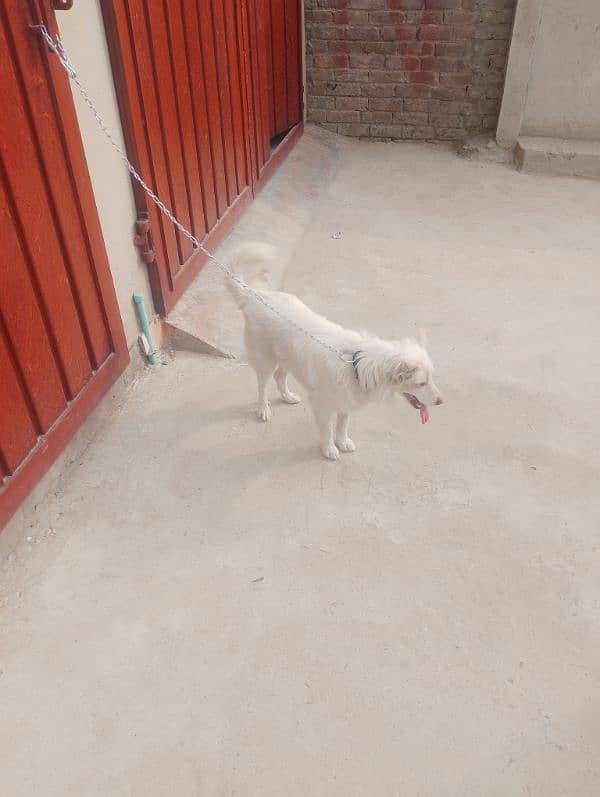 Russian dog urgent sell age 1years 3