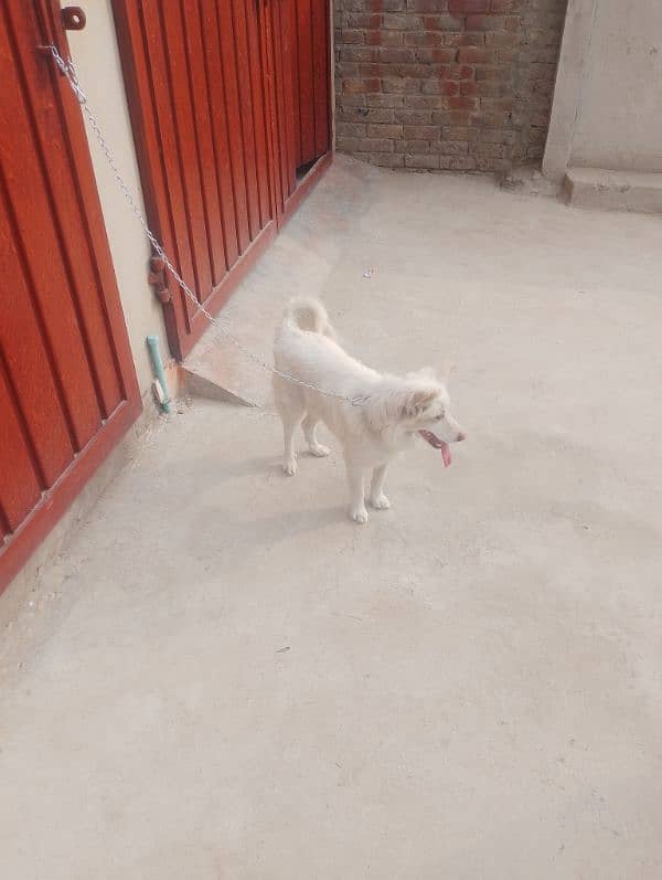 Russian dog urgent sell age 1years 4