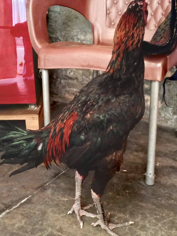 Aseel Thai bird age 8 month full tyaar first time breeding 4