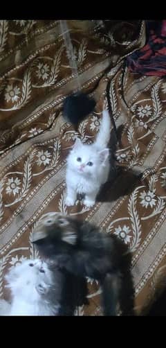 triple coted kitten s available