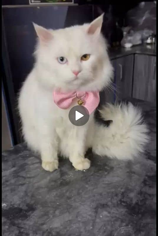 Persian cats 0