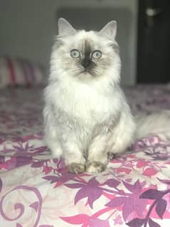 Persian Kitten Female