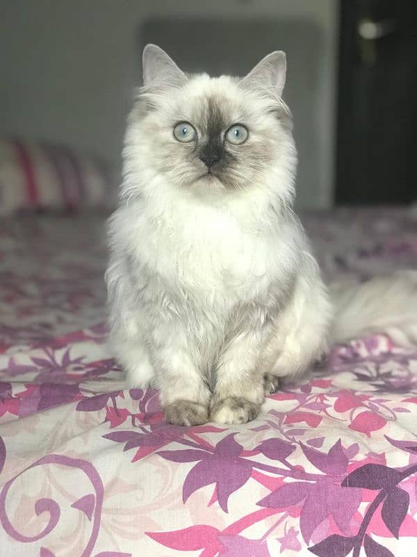 Persian Kitten Female 0