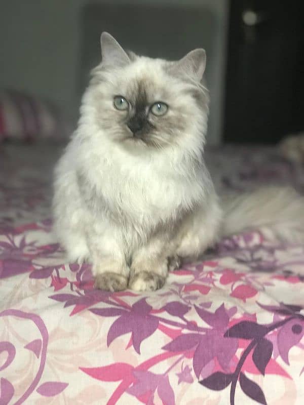 Persian Kitten Female 4