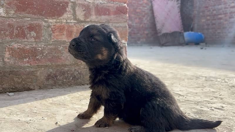 German shepherd gsd male female long coat puppies 0