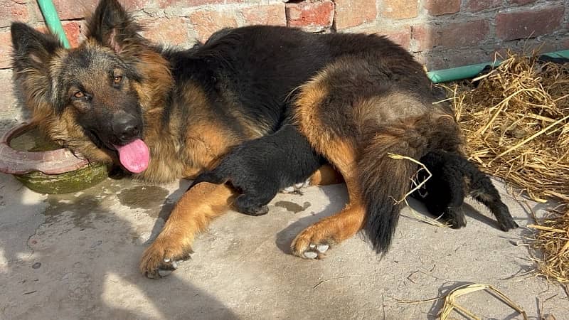 German shepherd gsd male female long coat puppies 2