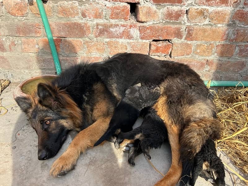 German shepherd gsd male female long coat puppies 3