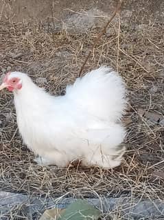 Red porcelain Cochin bantam chicks